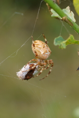 Araneus diadematus