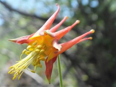Aquilegia shockleyi