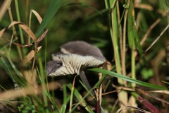 Pseudoclitocybe obbata