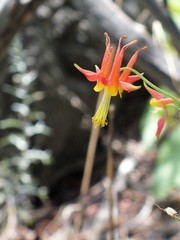 Aquilegia shockleyi
