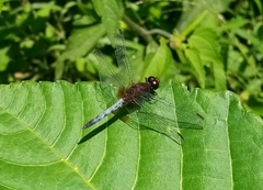 Erythrodiplax basifusca