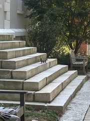 Sciurus carolinensis