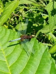 Erythrodiplax basifusca