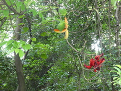 Sterculia lanceolata