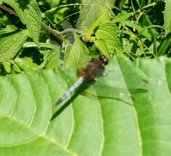 Erythrodiplax basifusca