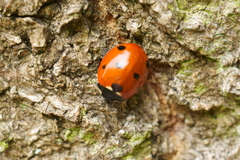 Coccinella septempunctata