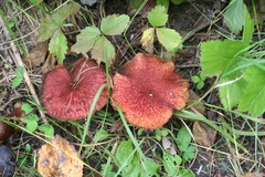 Suillus asiaticus