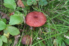 Suillus asiaticus