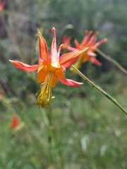 Aquilegia shockleyi