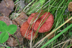 Suillus asiaticus