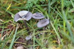Pseudoclitocybe obbata