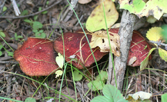 Suillus asiaticus
