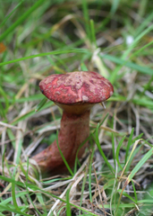 Suillus asiaticus