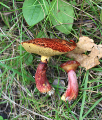 Suillus asiaticus