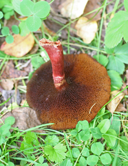 Suillus asiaticus