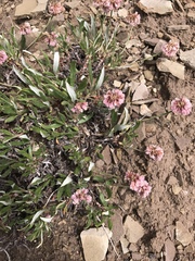 Eriogonum coloradense