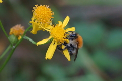 Bombus pascuorum