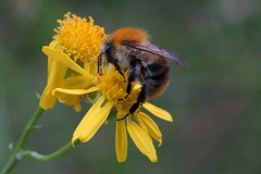 Bombus pascuorum