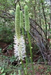 Sanguisorba canadensis