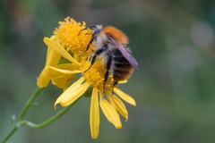 Bombus pascuorum