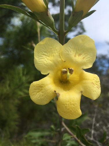 Aureolaria flava image