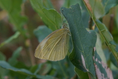 Pieris rapae