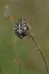 Araneus diadematus