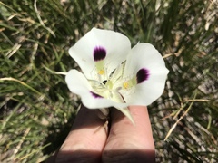 Calochortus eurycarpus