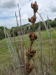 Penstemon cobaea
