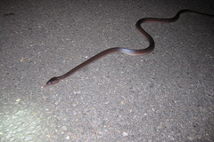 Stegonotus australis