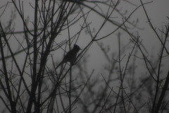 Cyanocitta cristata bromia