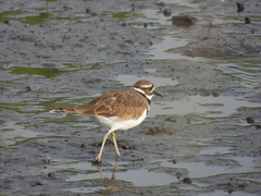 Charadrius vociferus