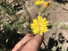 Hieracium villosum
