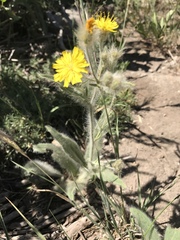 Hieracium villosum