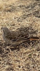 Histurgops ruficauda