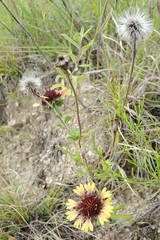 Gaillardia suavis