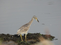 Nyctanassa violacea