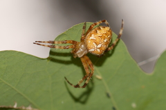 Araneus diadematus