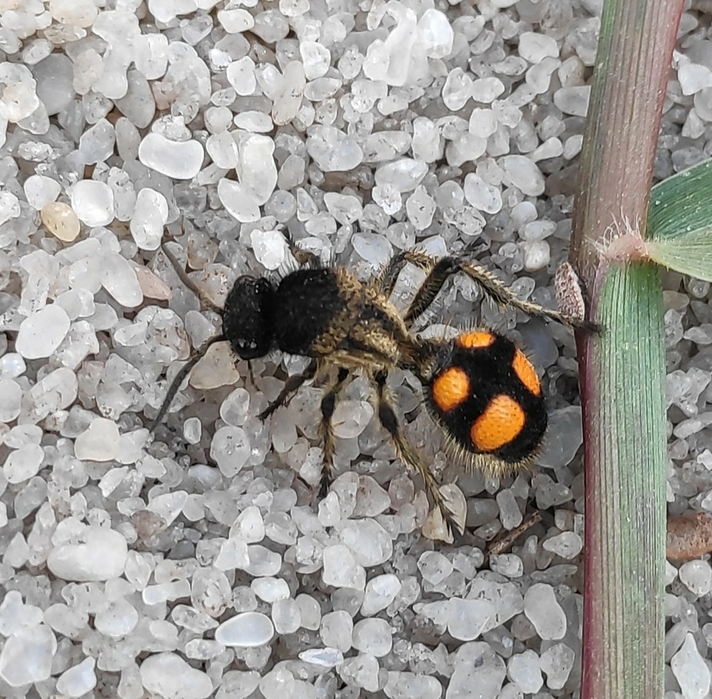 Traumatomutilla inermis