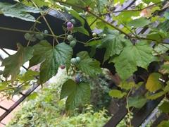 Ampelopsis glandulosa