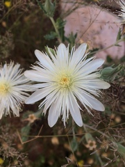 Mentzelia strictissima