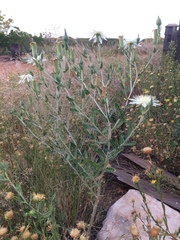 Mentzelia strictissima