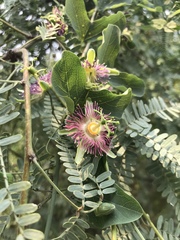 Passiflora mexicana