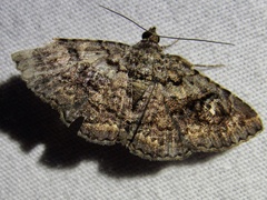 Toxonprucha repentis