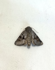 Oligia minuscula