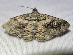 Toxonprucha repentis