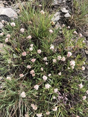 Eriogonum coloradense