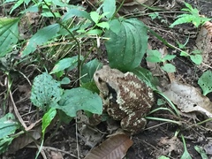 Bufo sachalinensis