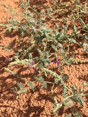 Dalea lanata