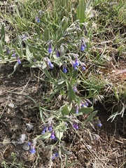 Mertensia lanceolata